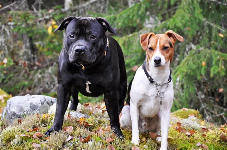 Staffordshire bull terrier Eddie - 1år. billede 15