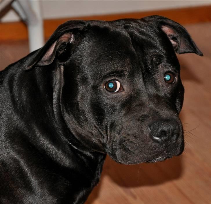 Staffordshire bull terrier Eddie - 1år. billede 16