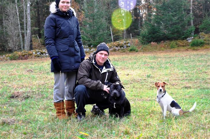 Staffordshire bull terrier Eddie - 1år. billede 17