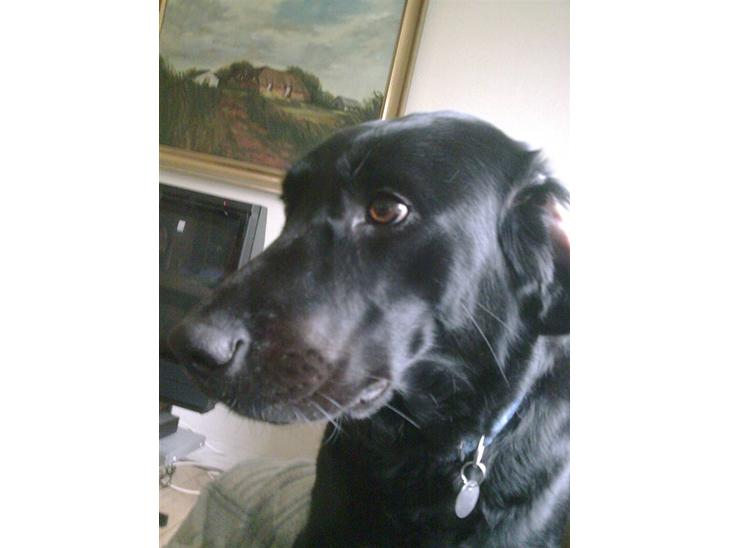 {{currentPhoto.altText}} billede {{currentPhoto.number}}