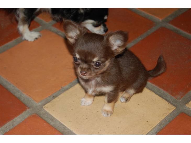 Chihuahua Martina´s Simone *solgt* - Simone ca. 9 uger gammel. billede 1