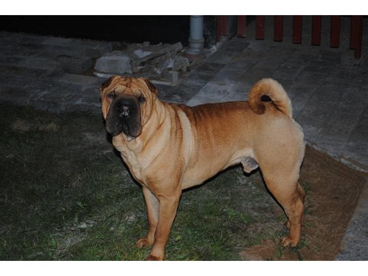 {{currentPhoto.altText}} billede {{currentPhoto.number}}