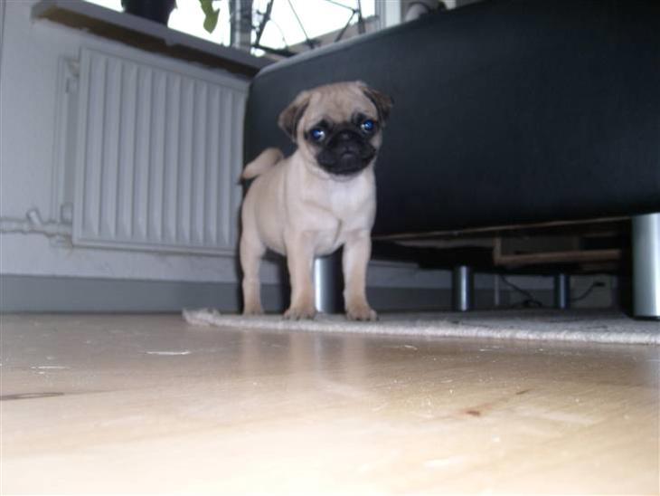 {{currentPhoto.altText}} billede {{currentPhoto.number}}