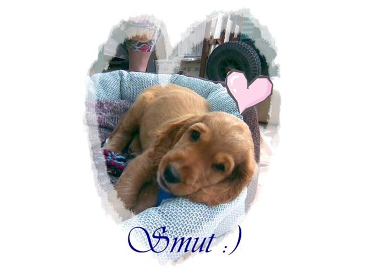Cocker spaniel SMUT  - Hejsa & Velkommen til Smut<3:) billede 1