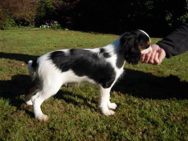 Cavalier king charles spaniel Louis TIL SALG billede 1