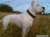 Dogo argentino Vato