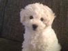 Bichon à poil frisé Aslan