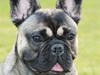 Fransk bulldog Bonzo R.I.P. [ Himmelhund]