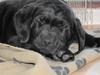 Labrador retriever Nala