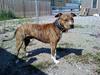 Amerikansk staffordshire terrier Nikari R.I.P [ Himmelhund]