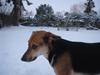 Blanding af racer Camille - himmelhund
