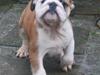 Engelsk bulldog Carla