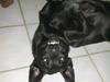 Labrador retriever Saxo 