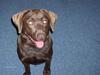 Blanding af racer Bruno R.I.P  [ Himmelhund]