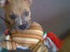 Amerikansk staffordshire terrier chika