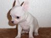 Chihuahua Zhirley blir kaldt Pamala