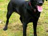Labrador retriever Tasja