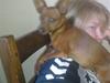 Blanding af racer Ozzy R.I.P [ Himmelhund]