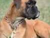 Boxer Hearts of Hope´s (Ronja)