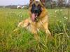 Schæferhund Monty (Gorm Okjærs)