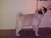 Mops Chalant First Edition  