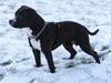Amerikansk staffordshire terrier Chico [Tidl. hund]