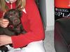 Labrador retriever Frika