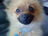 Pomeranian Plet [Tidl. hund]