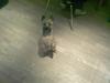Cairn terrier Soey <3