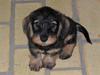Dværggravhund Cornelius R.I.P !! )'; [ Himmelhund]