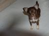 Chihuahua Martina´s Shiela *R.I.P* [ Himmelhund]