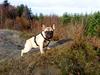 Fransk bulldog Nellie