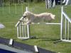 Golden retriever Stinne