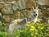 Tjekkoslovakisk ulvehund <3Fanthagiro Crying Wolf 