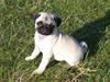 Mops Selma Hansa