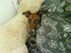 Dansk svensk gaardhund fifi (savnet) [Tidl. hund]
