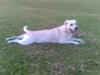Labrador retriever Trunte