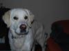 Golden retriever Bamse