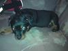 Rottweiler tulle R:I:P