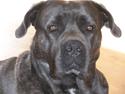 Cane corso vito