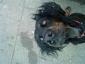 Gordon setter Laika