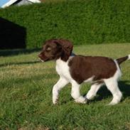 Kleiner münsterländer Bobby