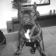 Fransk bulldog Aggie