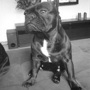 Fransk bulldog Aggie