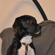 Blanding af racer Diva