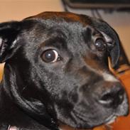 Blanding af racer Diva