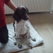 Kleiner münsterländer Coco (Født Sarabi)