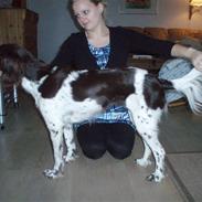 Kleiner münsterländer Coco (Født Sarabi)