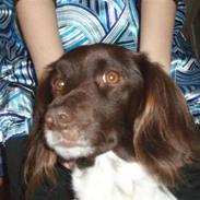 Kleiner münsterländer Coco (Født Sarabi)