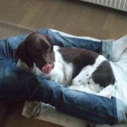 Kleiner münsterländer Coco (Født Sarabi)